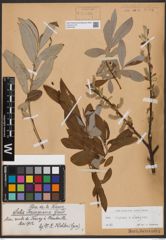 Foto von Salix caprea L. x Salix eleagnos Scop.